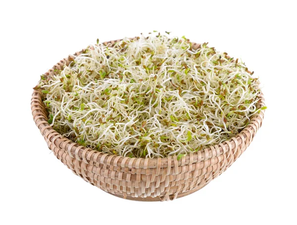 Gekiemde alfalfa zaden in mandje op een witte achtergrond — Stockfoto