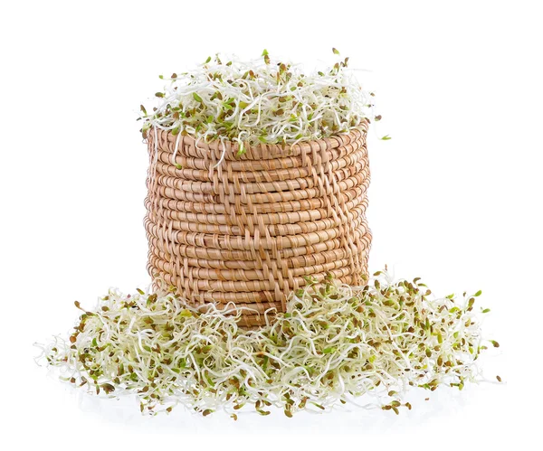 Sepette Beyaz bir arka plan üzerinde filizlenmiş yonca tohumu