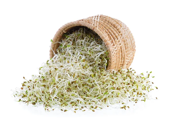 Sprouted alfalfa seeds in basket on a white background — Stock Photo, Image