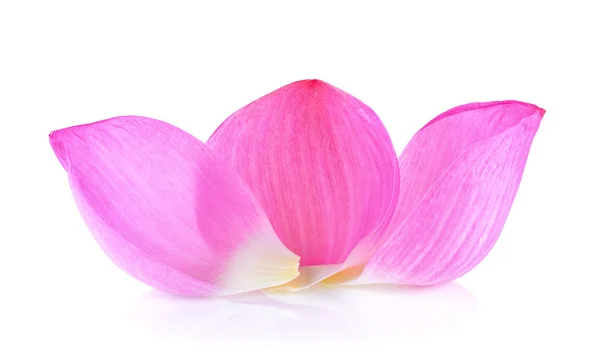 Petal lotus flower on white background — Stock Photo, Image