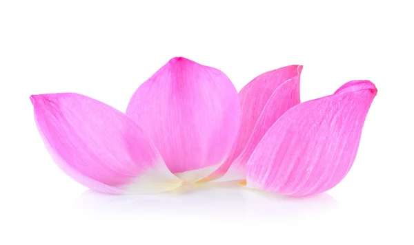 Petal lotus flower on white background — Stock Photo, Image