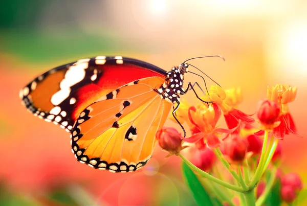 Mariposa sobre flor naranja en el jardín — Foto de Stock