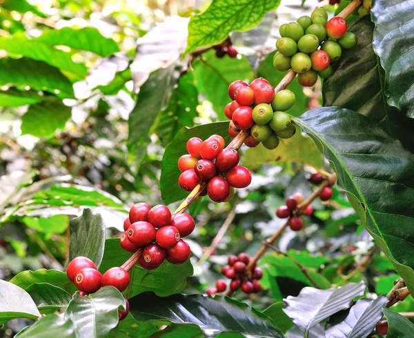 Granos de café rojos en árbol de café — Foto de Stock