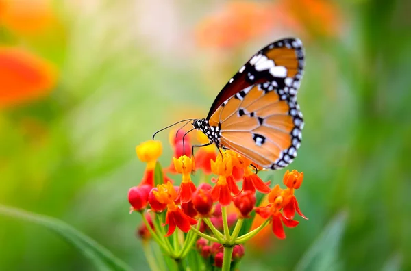 Mariposa en flor en la naturaleza — Foto de Stock