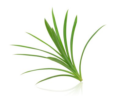 Pandanus Palm, Kokulu Pandan, Pandom wangi