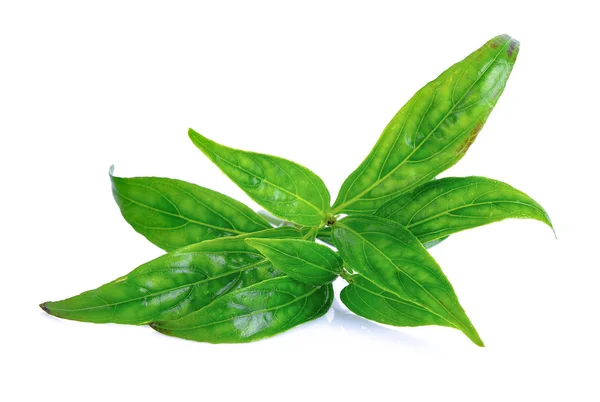 Andrographis paniculata planta sobre fundo branco — Fotografia de Stock