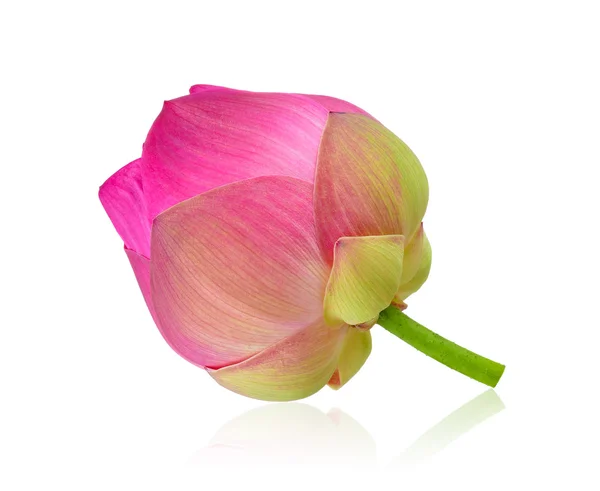 Beyaz zemin üzerine pembe lotus — Stok fotoğraf