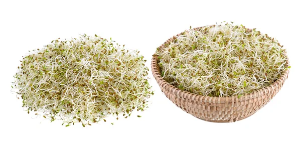 Sprouted alfalfa seeds on a white background — Stock Photo, Image