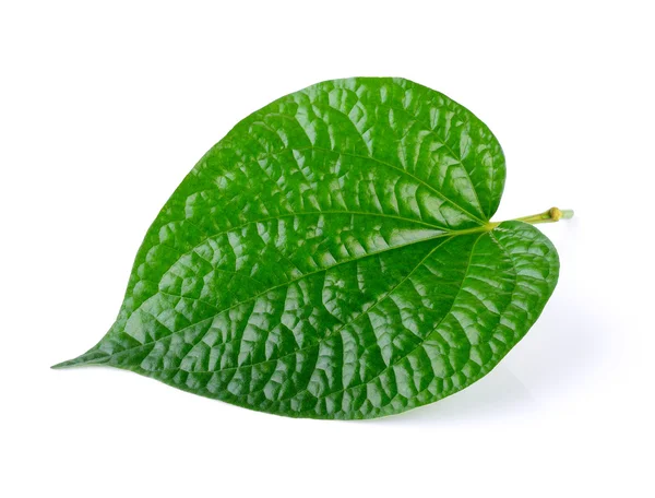 Hoja verde sobre un blanco —  Fotos de Stock