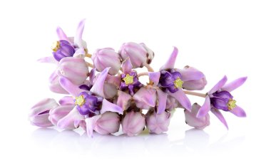 taç çiçek beyaz zemin üzerine