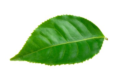 Beyaz arkaplanda balık yağı