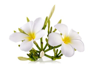Beyaz arkaplanda izole Frangipani çiçeği