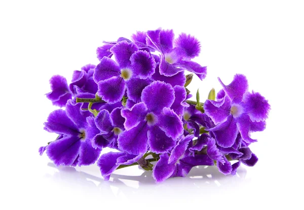白色背景的紫色花 — 图库照片
