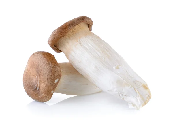 Oyster mushrooms on white background — Stock Photo, Image