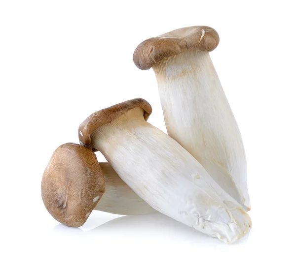 Oyster mushrooms on white background — Stock Photo, Image