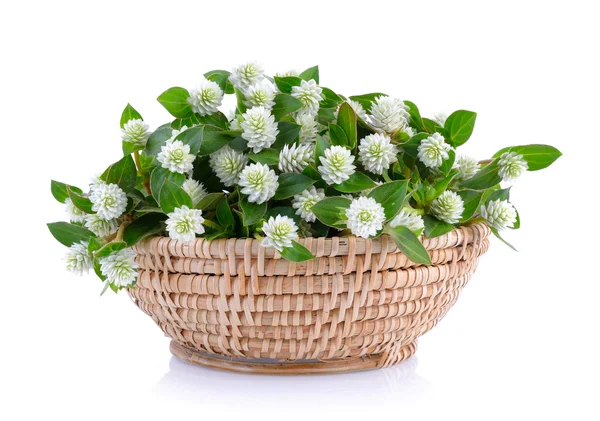 Grass flower in basket — Stock Photo, Image