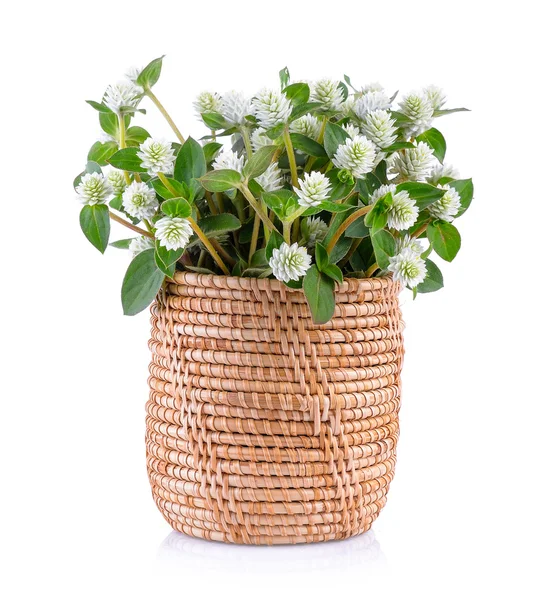 Grass flower in basket — Stock Photo, Image