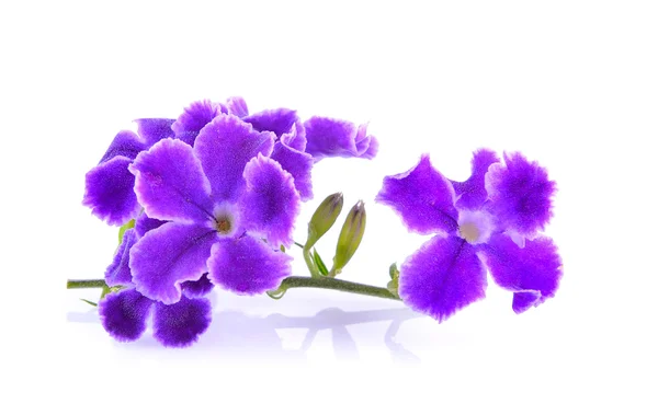 Purple flowers on white background — Stock Photo, Image