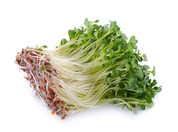 Germoglio di kaiware, verdure giapponesi o crescione su dorso bianco — Foto Stock