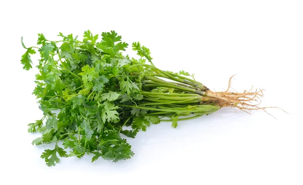 Coriander on white background — Stock Photo, Image