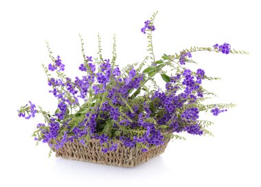 Sepette mor çiçekler