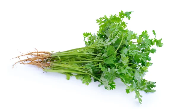 Cilantro sobre fondo blanco — Foto de Stock