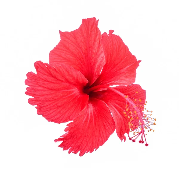 白い背景の赤い花 — ストック写真