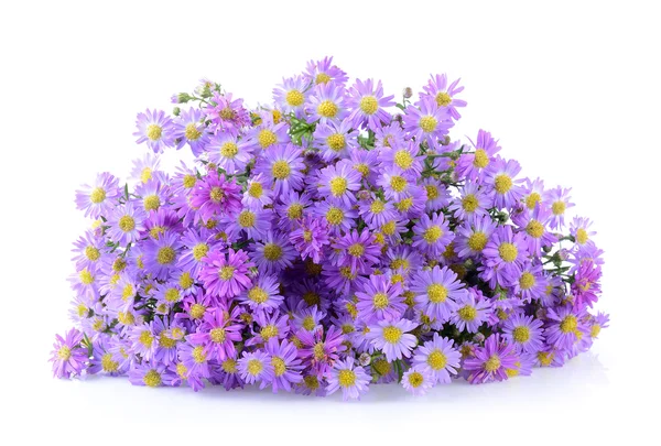 Фіолетові квіти на білому тлі — стокове фото