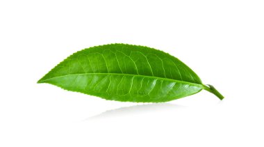 Beyaz arkaplanda yeşil çay yaprağı izole