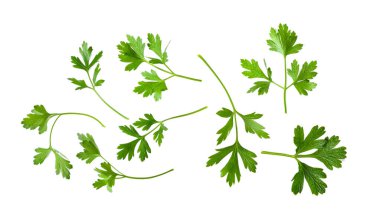 Maydanoz bitkisi beyaz arkaplanda izole edildi