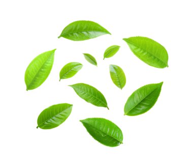 Beyaz arkaplanda izole çay yaprağı
