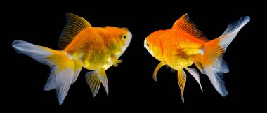 Siyah arka planda izole edilmiş altın balık