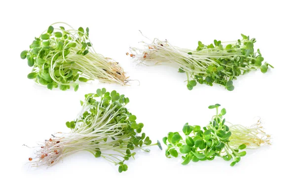 Jonge Zonnebloempjes Geïsoleerd Witte Achtergrond — Stockfoto