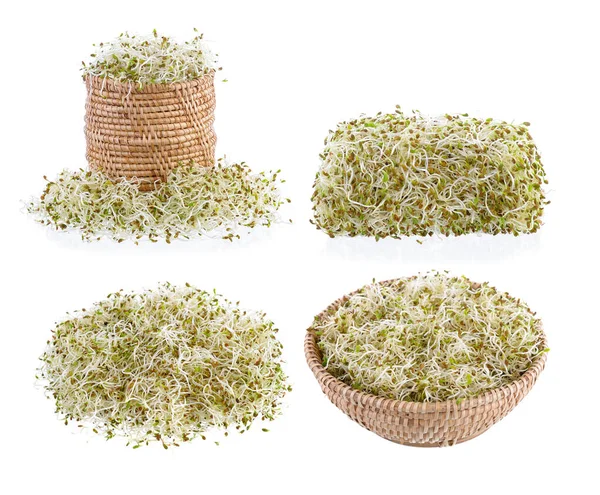 Trotse Alfalfa Zaden Geïsoleerd Een Witte Achtergrond — Stockfoto