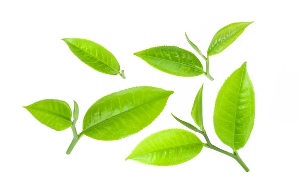 Zielony Liść Herbaty Izolowane Białym Tle — Zdjęcie stockowe