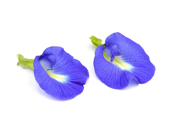 Asian pigeonwings flowe on white background — Stock Photo, Image