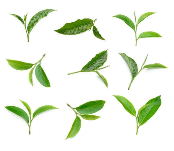 Zöld tea levél gyűjtemény elszigetelt fehér background — Stock Fotó