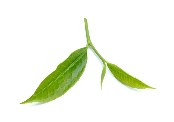Beyaz arkaplanda izole çay yaprağı — Stok fotoğraf