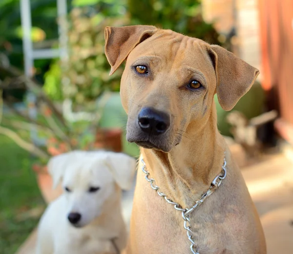 Thai dog — Stock Photo, Image