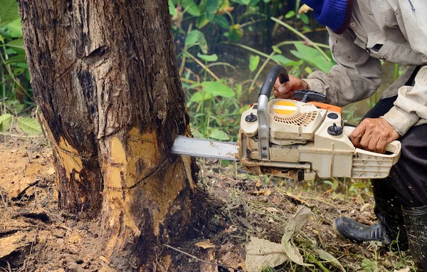 Uomo con motosega che taglia l'albero — Foto Stock