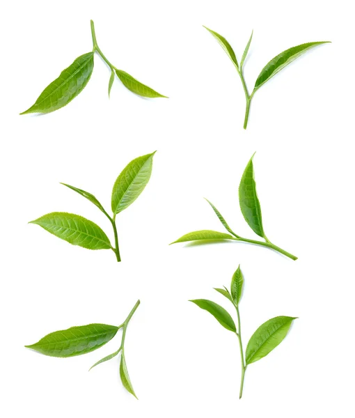 Feuille de thé vert isolé sur fond blanc Photo De Stock