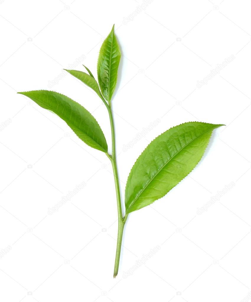 Tea leaf isolated on white background Stock Photo by ©sommaill 51843397