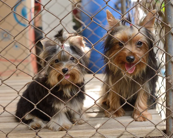 Dos cachorros encerrados en la jaula —  Fotos de Stock