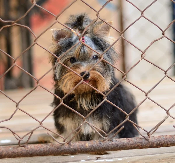 Puppy locked in the cage — Stock Photo, Image