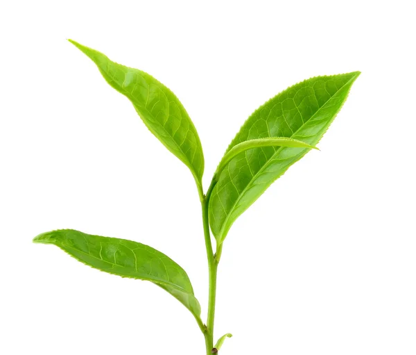 Folha de chá isolado no fundo branco — Fotografia de Stock