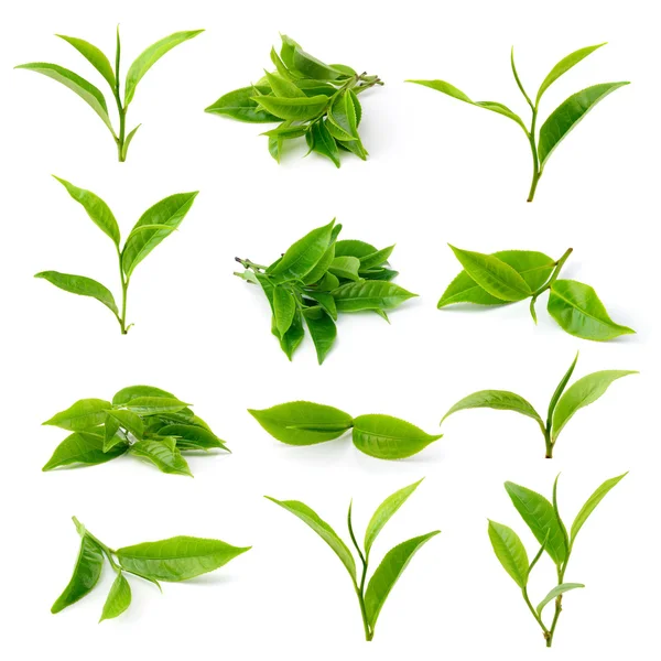 Green tea leaf isolated on white background — Stock Photo, Image