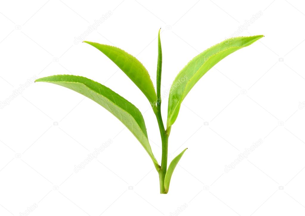 green tea leaf isolated on white background