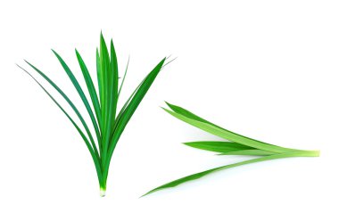 Pandanus Palm, Kokulu Pandan, Pandom wangi