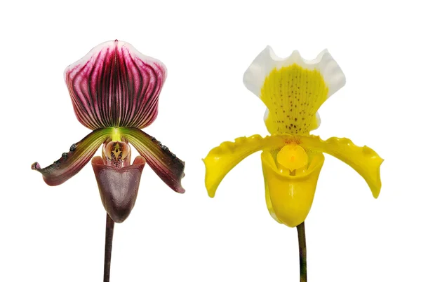Flor de orquídea sobre fondo blanco. —  Fotos de Stock