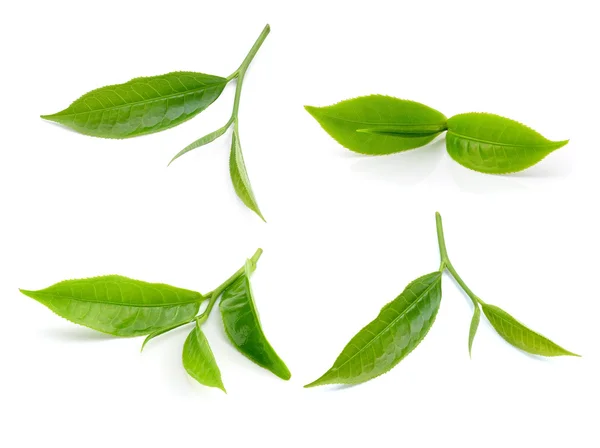 Hoja de té aislada sobre fondo blanco —  Fotos de Stock